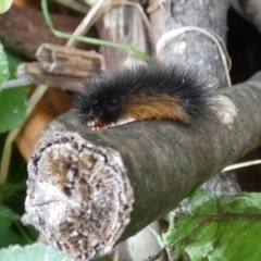 Arctiinae (subfamily) at McKellar, ACT - suppressed