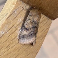 Diarsia intermixta (Chevron Cutworm, Orange Peel Moth.) at QPRC LGA - 25 Mar 2022 by Steve_Bok