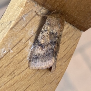 Diarsia intermixta at Jerrabomberra, NSW - suppressed