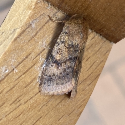 Diarsia intermixta (Chevron Cutworm, Orange Peel Moth.) at Jerrabomberra, NSW - 25 Mar 2022 by Steve_Bok