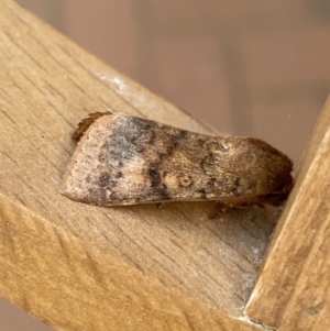 Diarsia intermixta at Jerrabomberra, NSW - suppressed