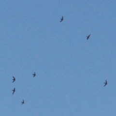 Hirundapus caudacutus (White-throated Needletail) at Cotter River, ACT - 20 Mar 2022 by RAllen