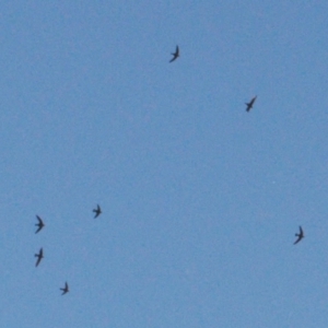 Hirundapus caudacutus at Cotter River, ACT - 21 Mar 2022