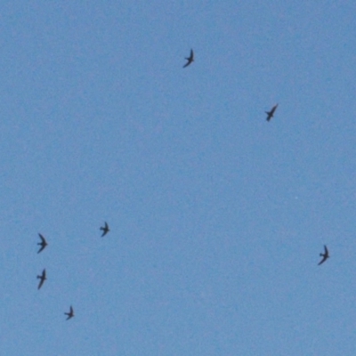 Hirundapus caudacutus (White-throated Needletail) at Cotter River, ACT - 21 Mar 2022 by RAllen