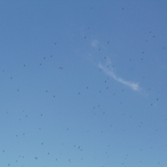 Hirundapus caudacutus at Cotter River, ACT - 21 Mar 2022