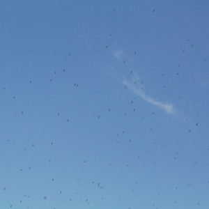 Hirundapus caudacutus at Cotter River, ACT - 21 Mar 2022 09:43 AM