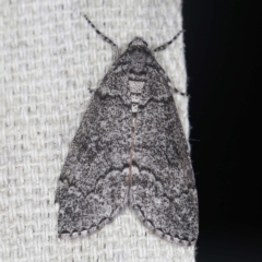 Smyriodes undescribed species nr aplectaria at O'Connor, ACT - 22 Mar 2022 by ibaird