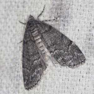 Smyriodes undescribed species nr aplectaria at O'Connor, ACT - 22 Mar 2022