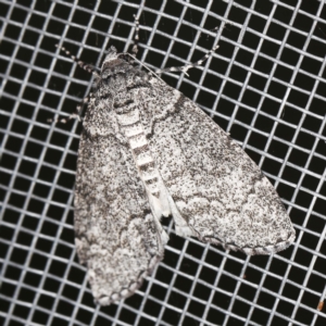 Smyriodes undescribed species nr aplectaria at O'Connor, ACT - 22 Mar 2022