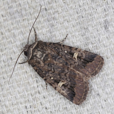 Proteuxoa microspila (Little Noctuid) at O'Connor, ACT - 22 Mar 2022 by ibaird