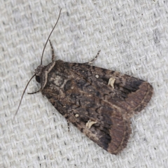 Proteuxoa microspila (Little Noctuid) at O'Connor, ACT - 22 Mar 2022 by ibaird