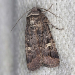 Proteuxoa microspila at O'Connor, ACT - 22 Mar 2022 08:17 PM