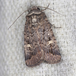 Proteuxoa microspila at O'Connor, ACT - 22 Mar 2022 08:17 PM