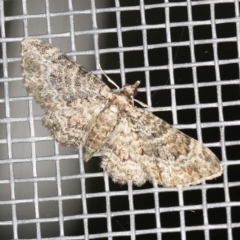 Chloroclystis catastreptes (Green and Brown Carpet) at O'Connor, ACT - 22 Mar 2022 by ibaird