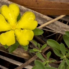 Hibbertia linearis (Showy Guinea Flower) at Larbert, NSW - 26 Mar 2022 by trevsci