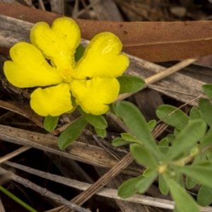 Hibbertia linearis at Larbert, NSW - 26 Mar 2022