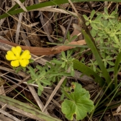 Hibbertia linearis at Larbert, NSW - 26 Mar 2022 01:12 PM