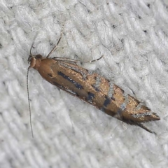 Glyphipterix perimetalla (Five-bar Sedge-moth) at O'Connor, ACT - 22 Mar 2022 by ibaird