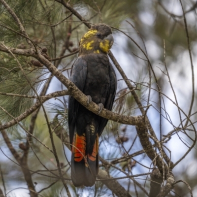 Calyptorhynchus lathami lathami (Glossy Black-Cockatoo) at Nadgigomar Nature Reserve - 26 Mar 2022 by trevsci