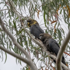 Calyptorhynchus lathami lathami at Larbert, NSW - 26 Mar 2022