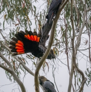 Calyptorhynchus lathami lathami at Larbert, NSW - 26 Mar 2022