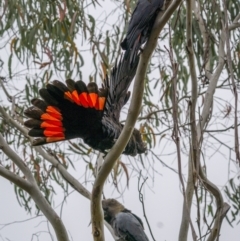 Calyptorhynchus lathami at Larbert, NSW - 26 Mar 2022