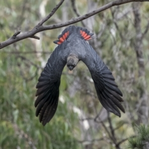 Calyptorhynchus lathami at Larbert, NSW - 26 Mar 2022