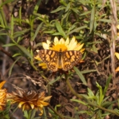 Oreixenica lathoniella at Brindabella, NSW - 21 Mar 2022 06:15 PM