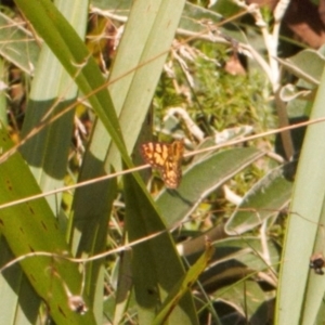 Oreixenica lathoniella at Brindabella, NSW - 21 Mar 2022