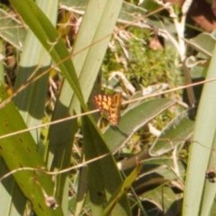Oreixenica lathoniella (Silver Xenica) at Bimberi Nature Reserve - 21 Mar 2022 by RAllen