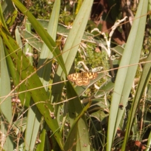 Oreixenica lathoniella at Brindabella, NSW - 21 Mar 2022