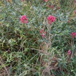 Centranthus ruber at Watson, ACT - 26 Mar 2022 04:36 PM