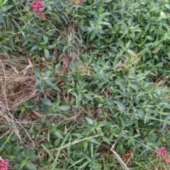 Centranthus ruber at Watson, ACT - 26 Mar 2022 04:36 PM