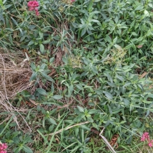 Centranthus ruber at Watson, ACT - 26 Mar 2022 04:36 PM