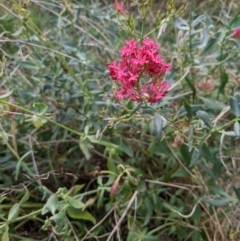 Centranthus ruber at Watson, ACT - 26 Mar 2022 04:36 PM