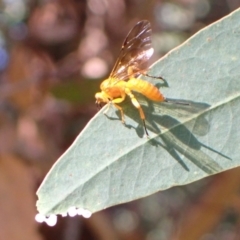 Theronia sp. (genus) at Murrumbateman, NSW - 26 Mar 2022 by SimoneC