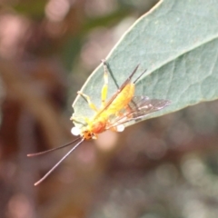 Theronia sp. (genus) at Murrumbateman, NSW - 26 Mar 2022