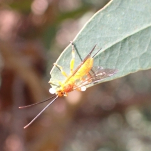 Theronia sp. (genus) at Murrumbateman, NSW - 26 Mar 2022 03:50 PM