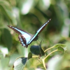 Graphium choredon (Blue Triangle) at Majura, ACT - 26 Mar 2022 by DavidForrester