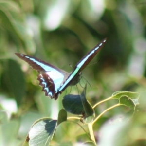 Graphium choredon at Majura, ACT - 26 Mar 2022