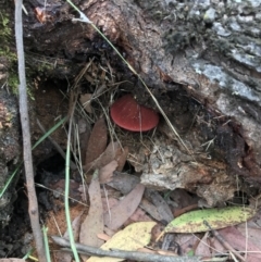 Fistulina sp. (A Beefsteak fungus) at Paddys River, ACT - 26 Mar 2022 by Bclancy