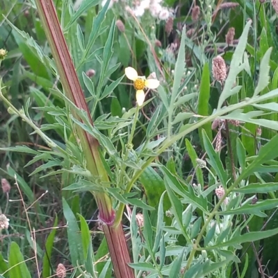 Bidens subalternans (Greater Beggars Ticks) at Urambi Hills - 26 Mar 2022 by michaelb