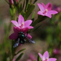 Xylocopa (Lestis) aerata (Golden-Green Carpenter Bee) at Acton, ACT - 26 Mar 2022 by HelenBoronia