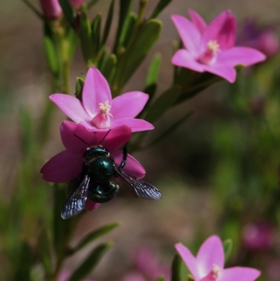 Xylocopa (Lestis) aerata (Golden-Green Carpenter Bee) at Acton, ACT - 26 Mar 2022 by HelenBoronia