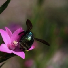 Xylocopa (Lestis) aerata at Acton, ACT - 26 Mar 2022