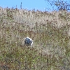 Capra hircus (Wild Goat) at Wambrook, NSW - 25 Mar 2022 by Mike