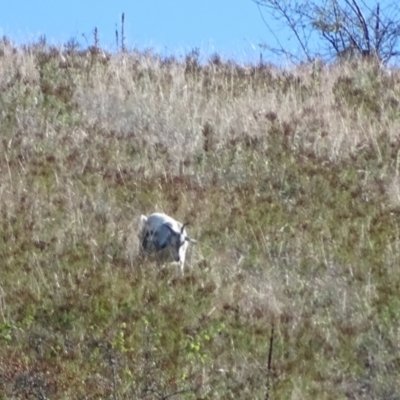 Capra hircus (Wild Goat) at Wambrook, NSW - 25 Mar 2022 by Mike