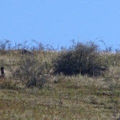 Capra hircus at Wambrook, NSW - 25 Mar 2022 04:25 PM