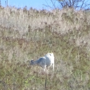 Capra hircus at Wambrook, NSW - 25 Mar 2022