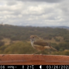 Acanthiza pusilla (Brown Thornbill) at Yass River, NSW - 26 Mar 2022 by SenexRugosus